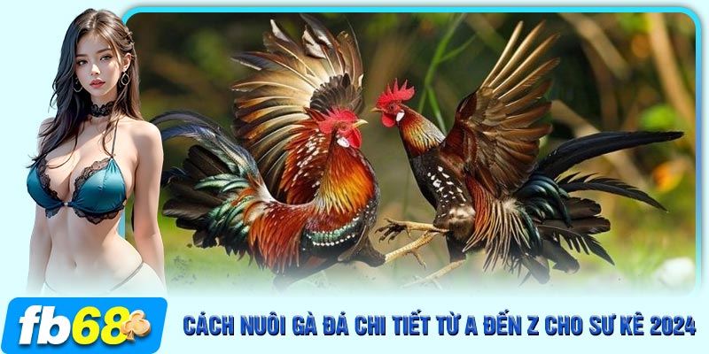 Hãy quan tâm đến chế độ dinh dưỡng cho gà chọi khỏe mạnh