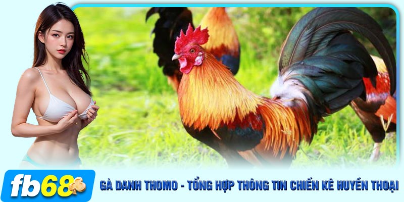 Một số yếu tố quan trọng giúp chiến kê trở thành gà danh tại Thomo