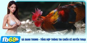 gà danh thomo - ảnh đại diện